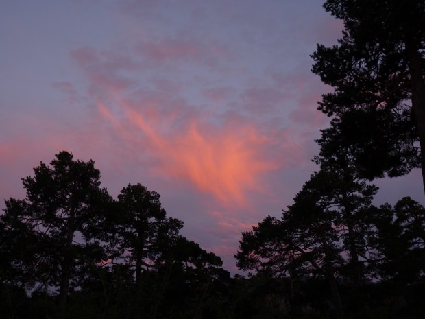 night will bring different smells